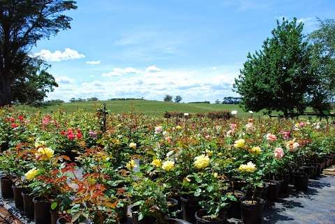 Photo: Kurinda Rose Nursery